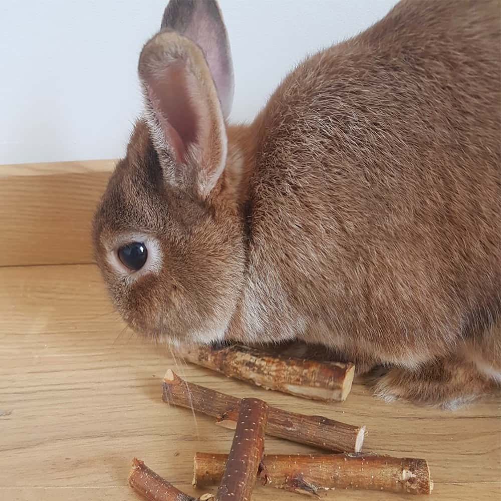 jouet à ronger pour lapin - jouet en bois lapin