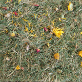 prairie lapin fleur et herbe