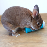 jeu pour lapin friandise